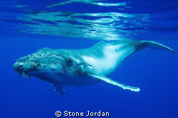 Humpback whale calf, in Niue island, South Pacific. by Stone Jordan 